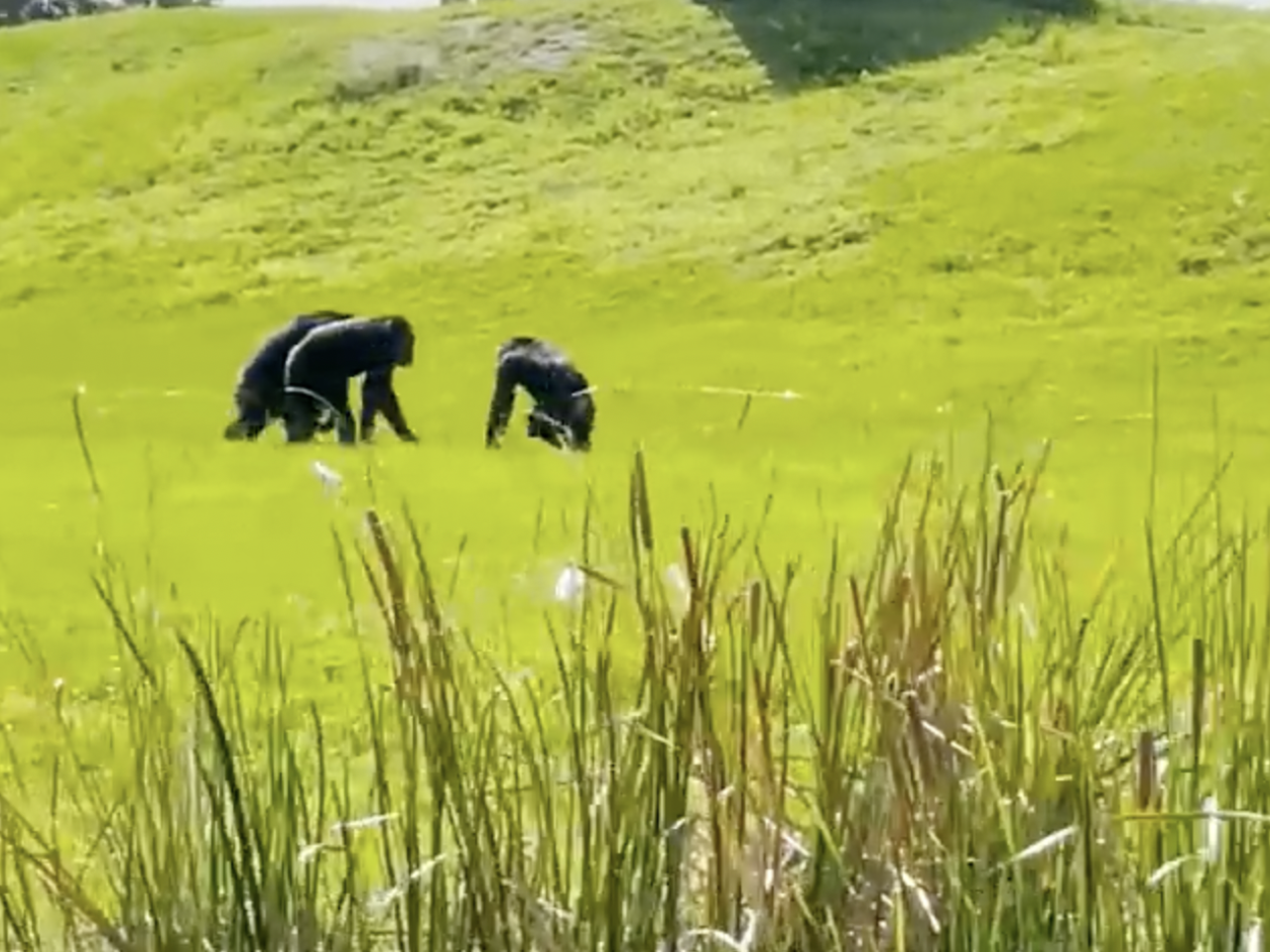 Three chimps walking in the grass
