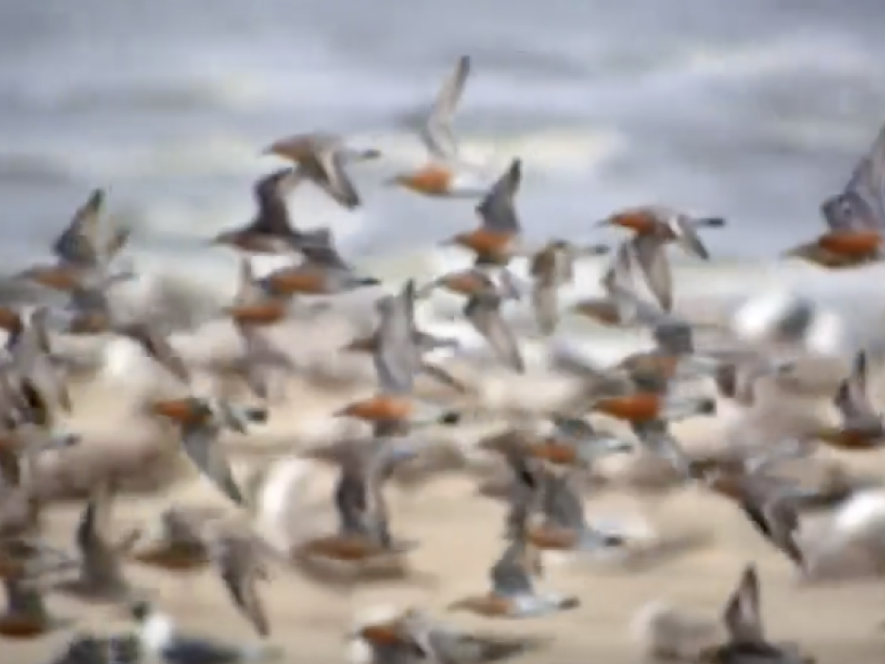 a flock of birds mid-flight