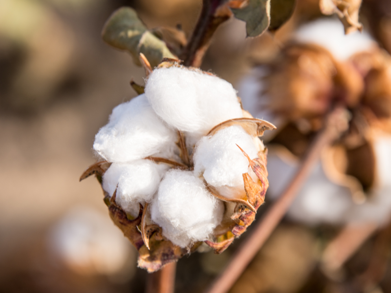 image of cotton plant