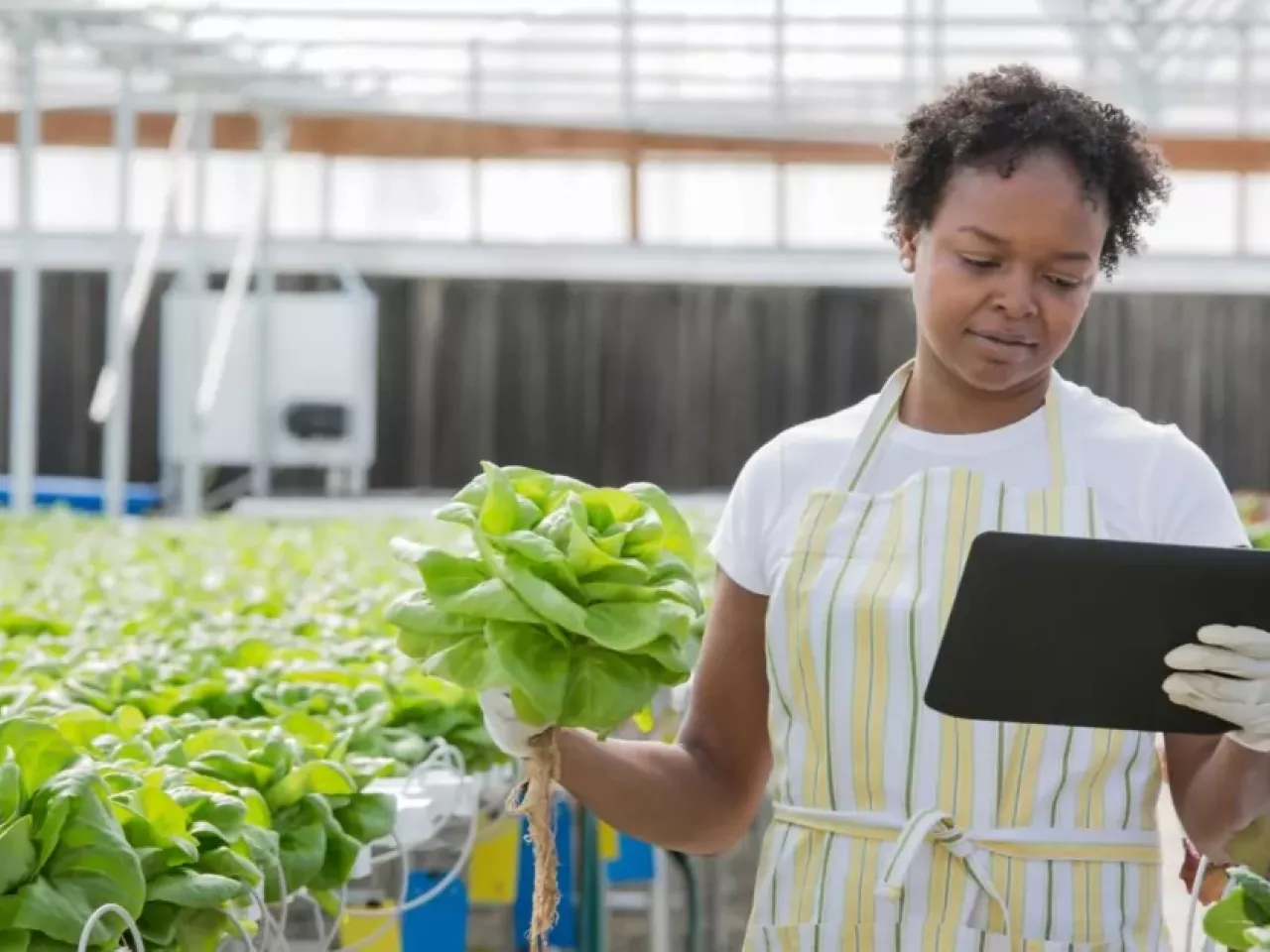 A person looking at a tablet while holding lettuce in a greenhouse
