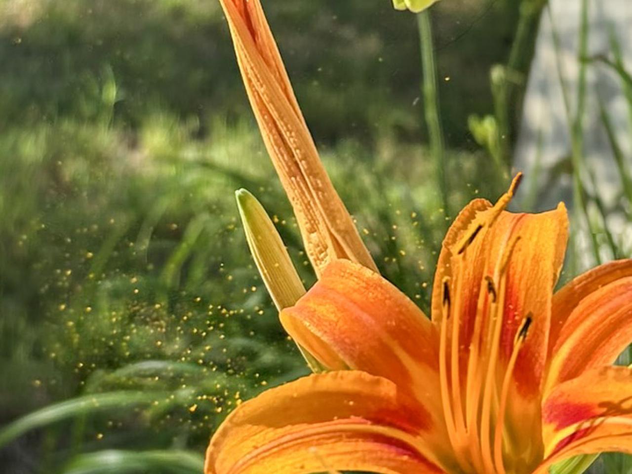 photo of plants