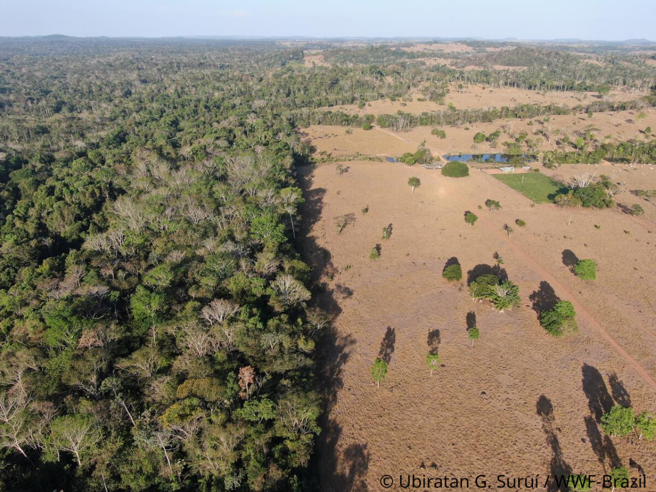 An aerial view of native forest split with deforested ranching land for cattle