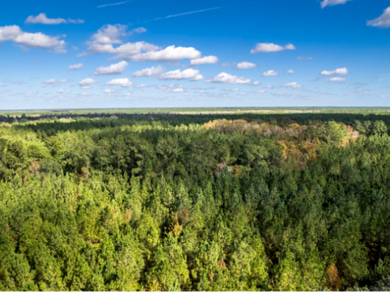 Aerial view of a forest