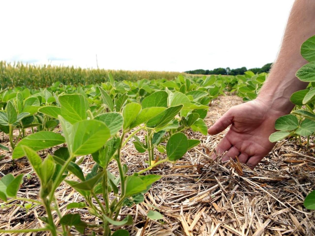 Farmers hand reaching down to plants in the garden