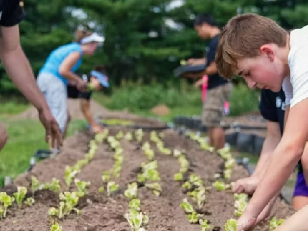 People planting seedlings in rows