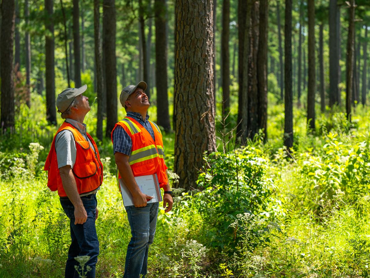 two people standing in a forest