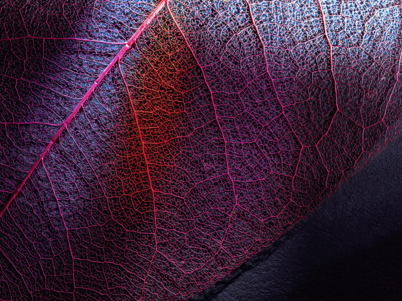 veins in a red leaf