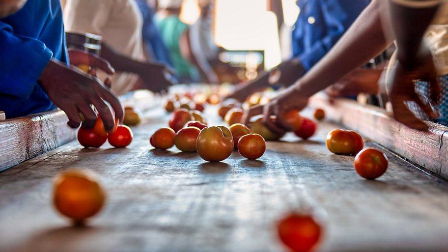 People sorting tomatoes on a conveyor belt