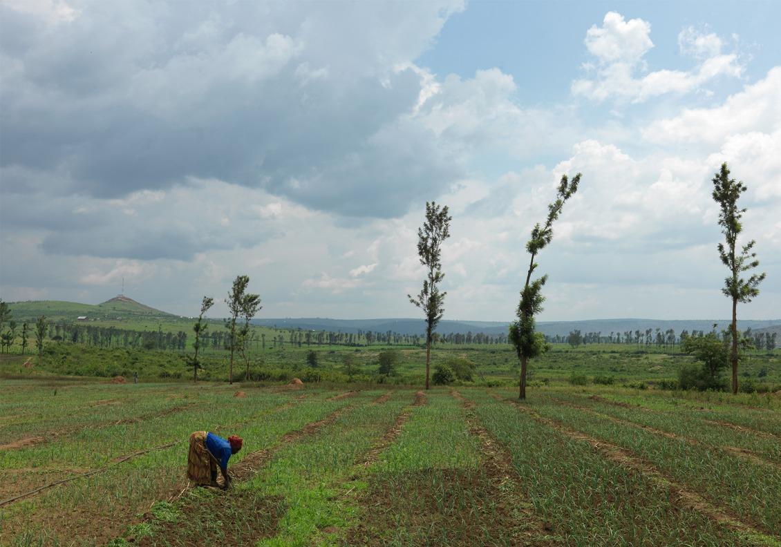 Justine, 43, de-weeds her onions on farmland Action Against Hunger helped her secure.