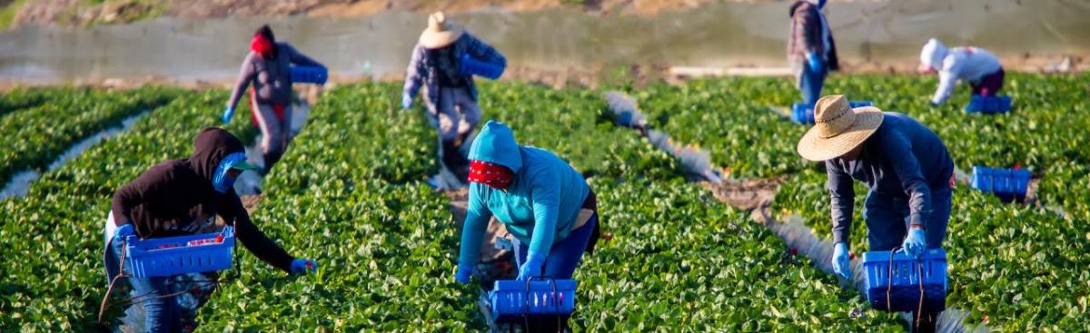 Farm workers