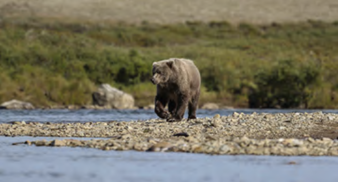 Bear walking towards water