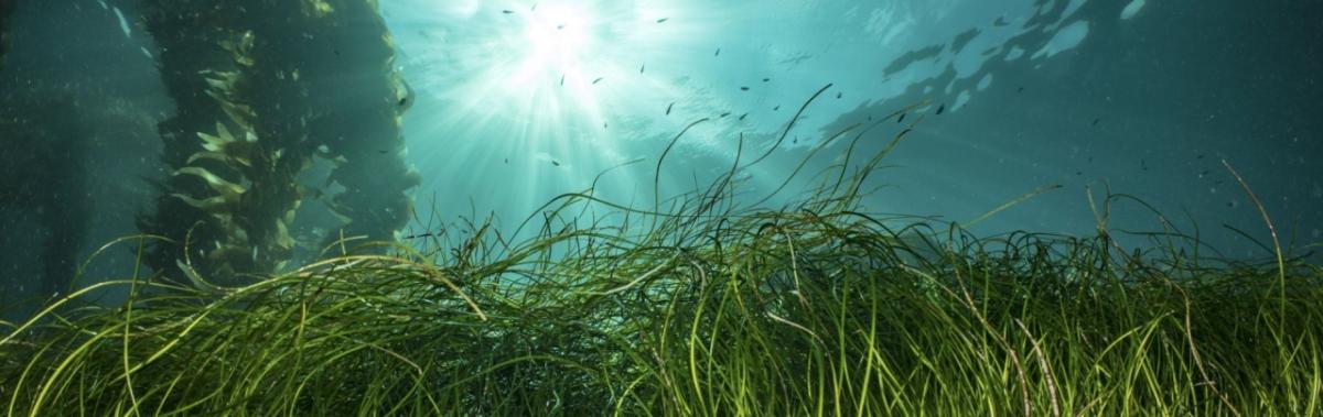 underwater landscape with sun shining above and plants waving below