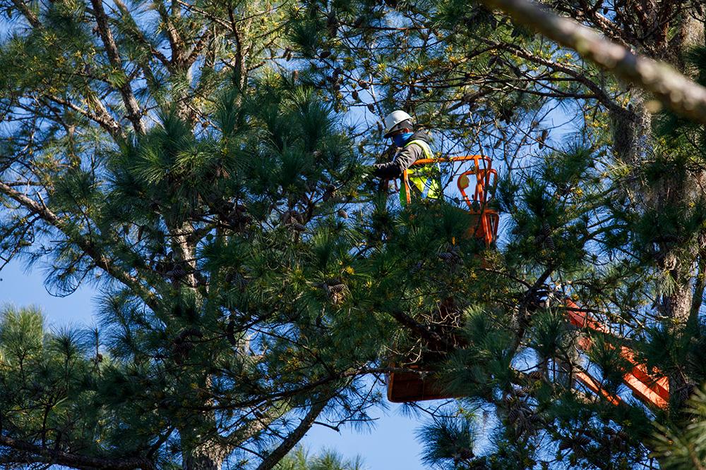 Rayonier worker in a lift, harvesting catkins full of pollen from trees