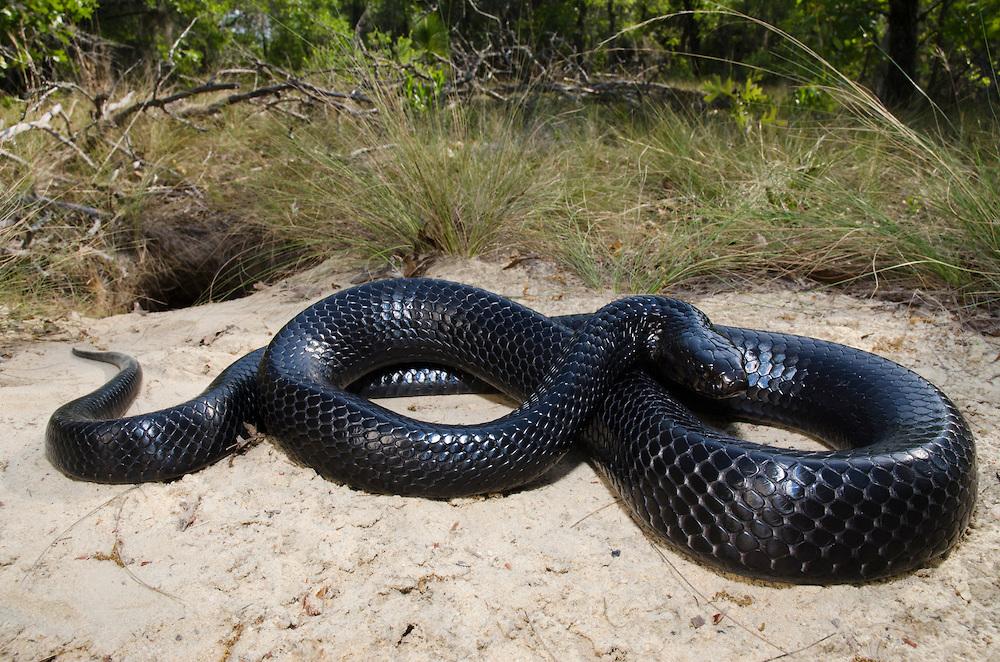 Photo used with permission from The Longleaf Alliance eastern indigo snake