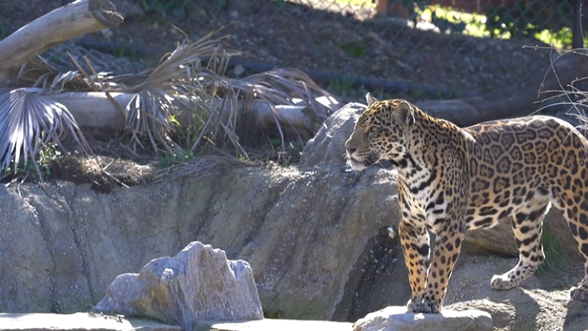 Leopard stood on rocks