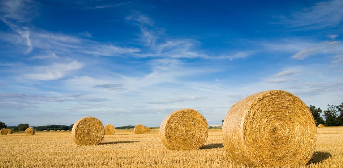 Field with bales of hay rolled up. 