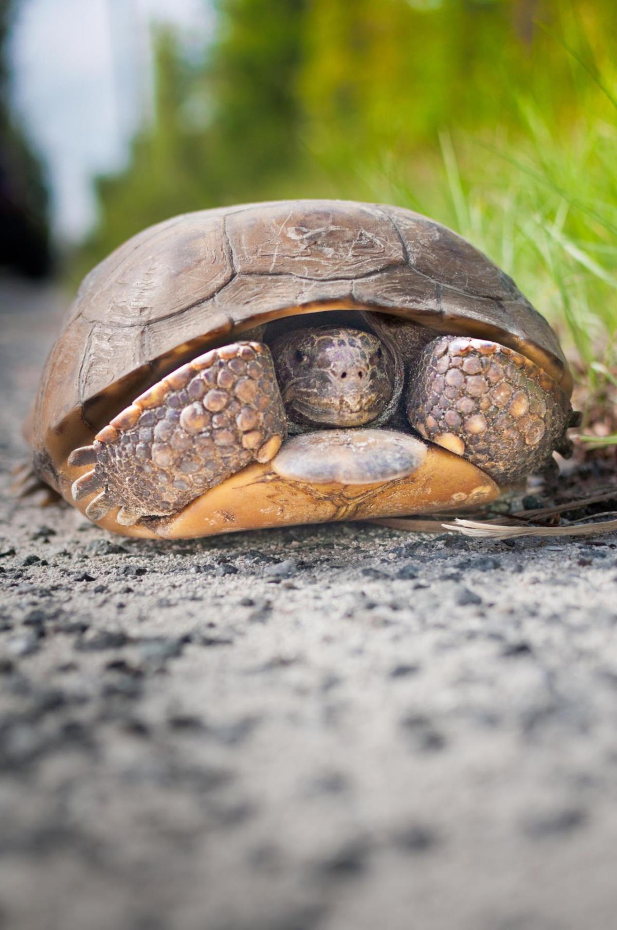 Photo of a turtle in its shell on a grassy area