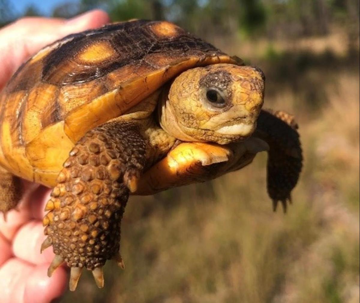 Gopher Tortoise
