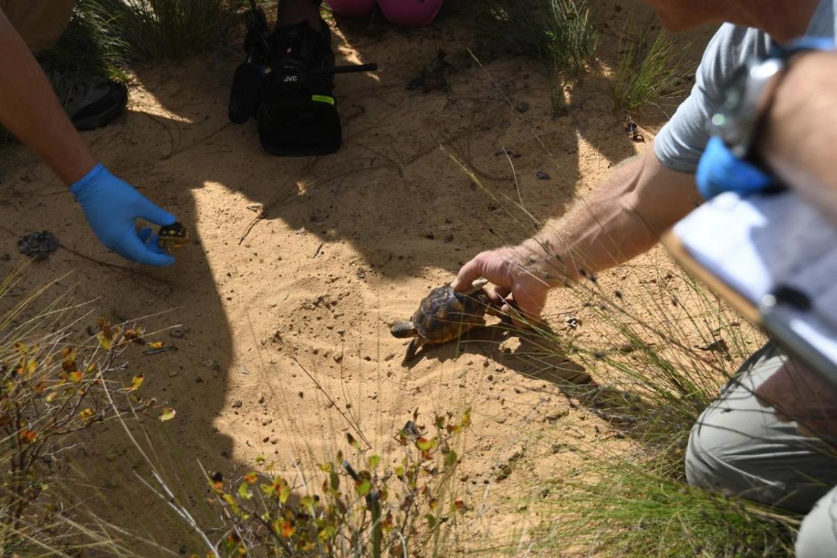 Gopher Tortoise being picked up 
