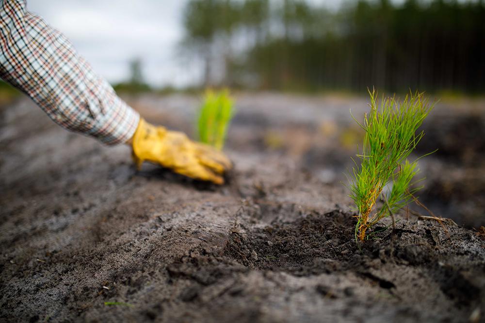 hand planting pine tree seedling