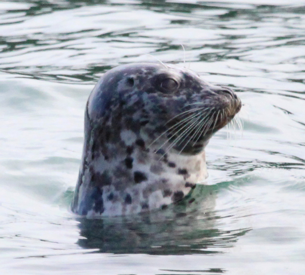 Harbor seal popping their head above the water