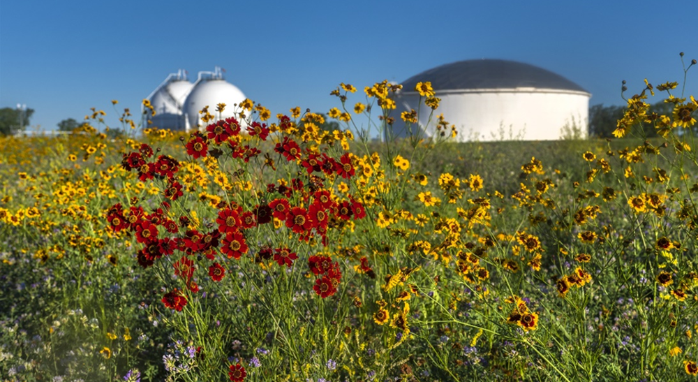 Field of flowers 