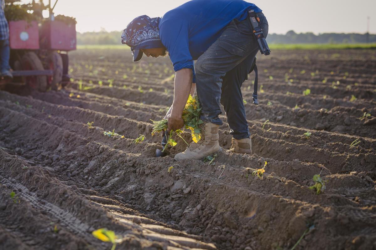 Person planting sweet potato slips into tilled field