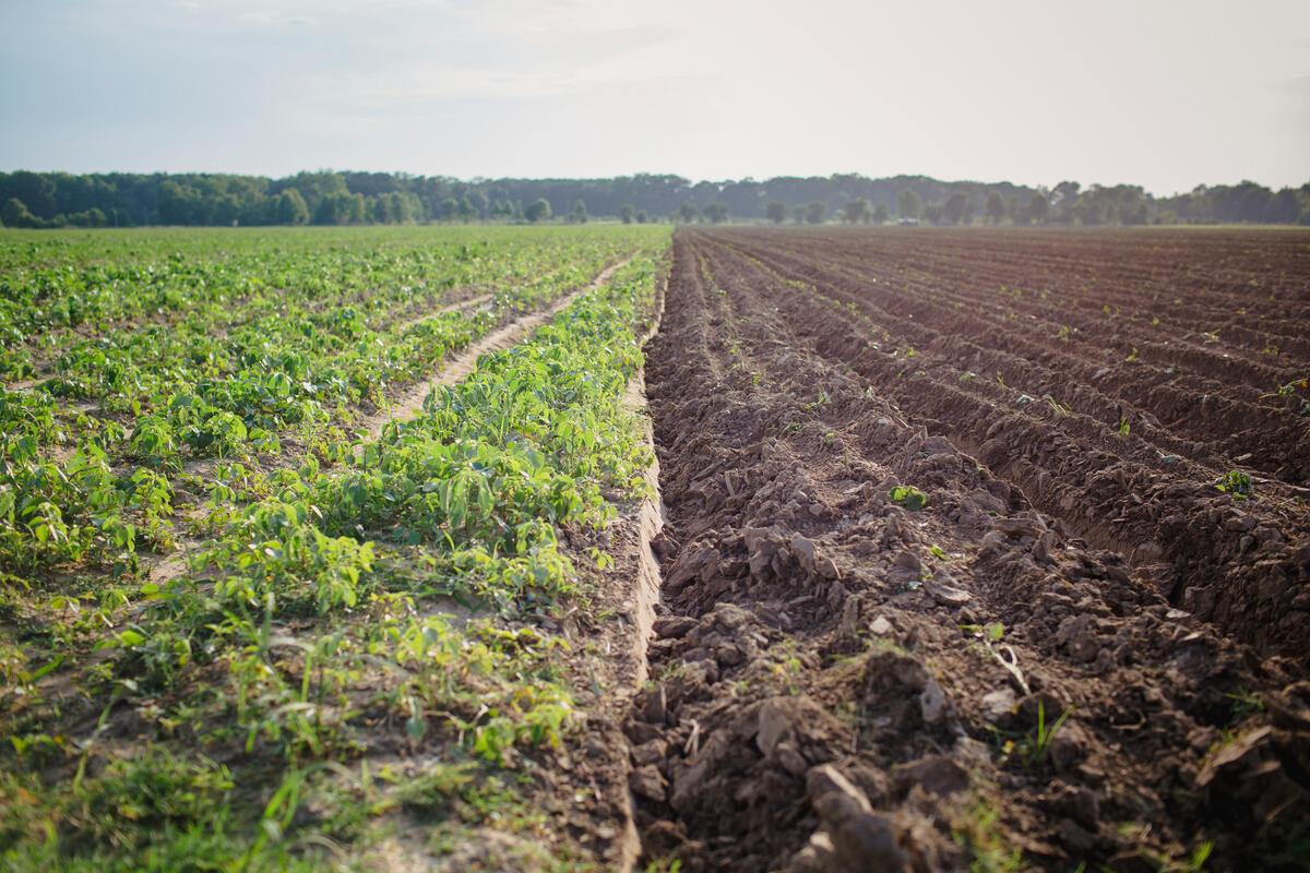 A field that is half tilled