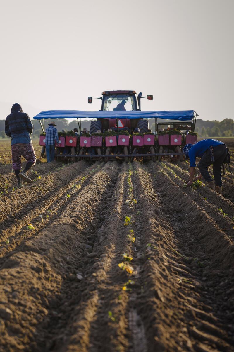 People planting sweet potato slips into tilled field