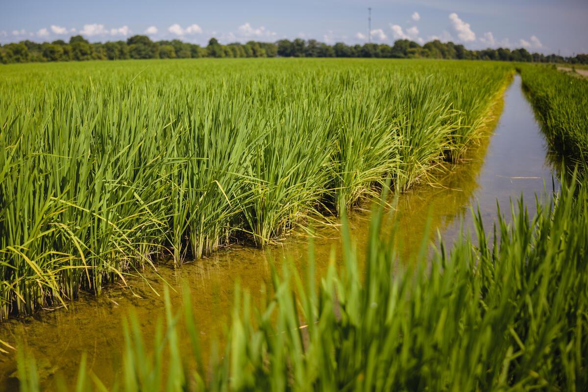 Close up of a rice field