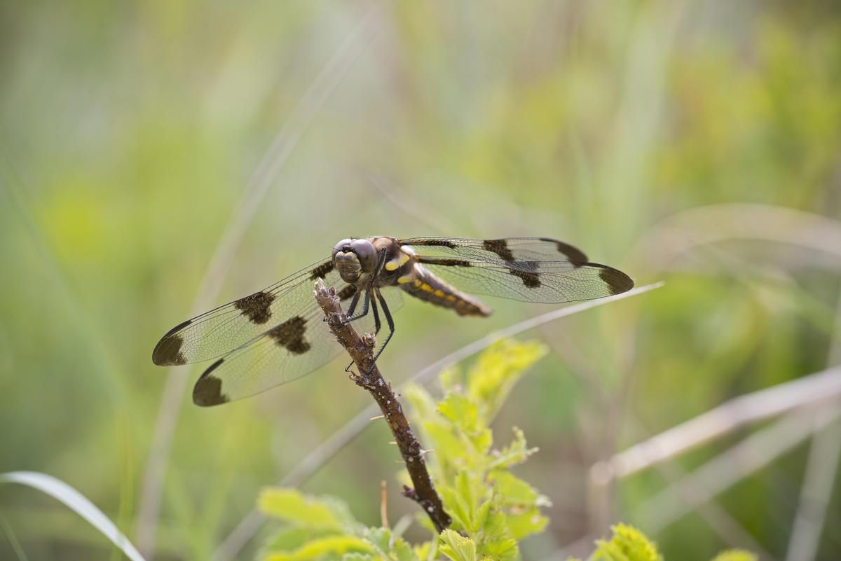 Close up of a Dragonfly in the grasslands