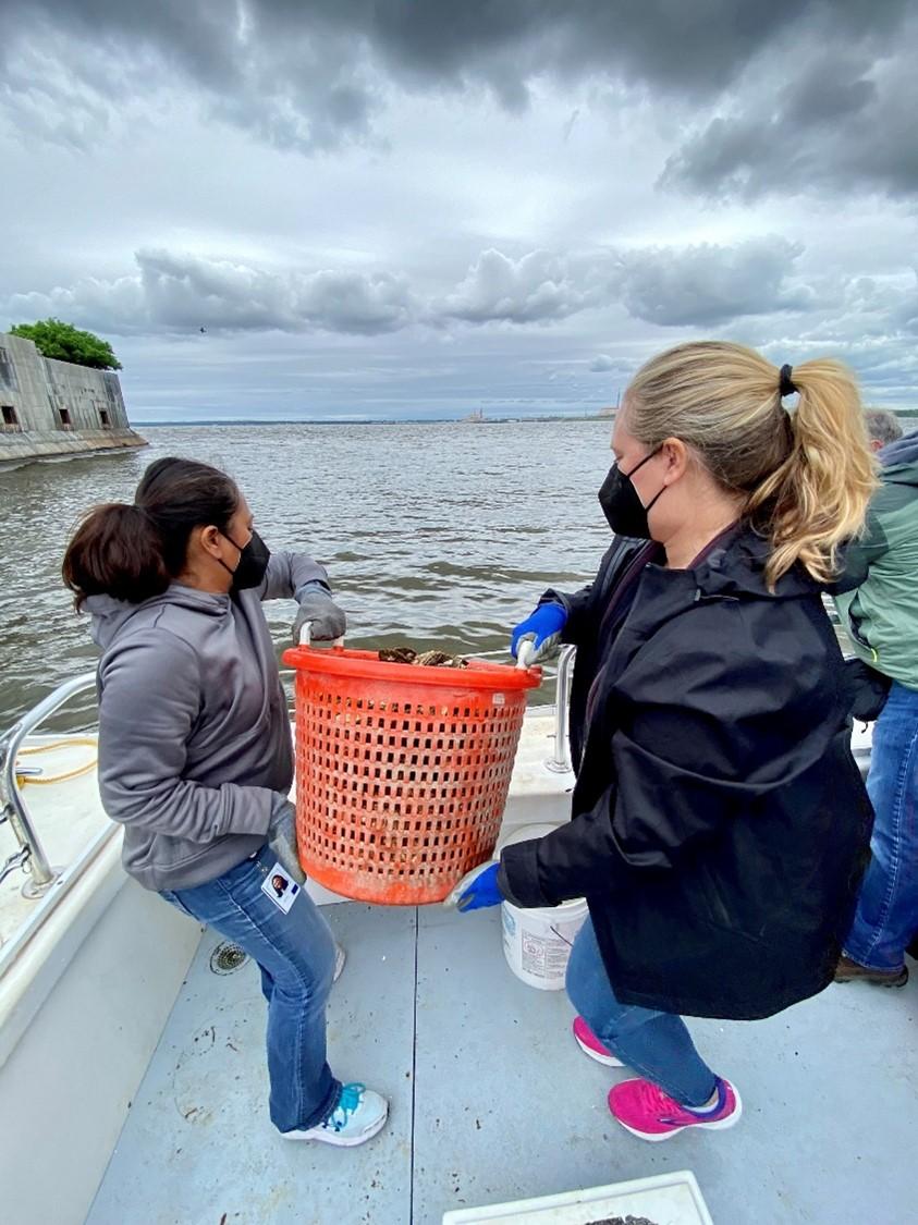 Two people holding a large bucket of oysters, about to tip them into the water for planting