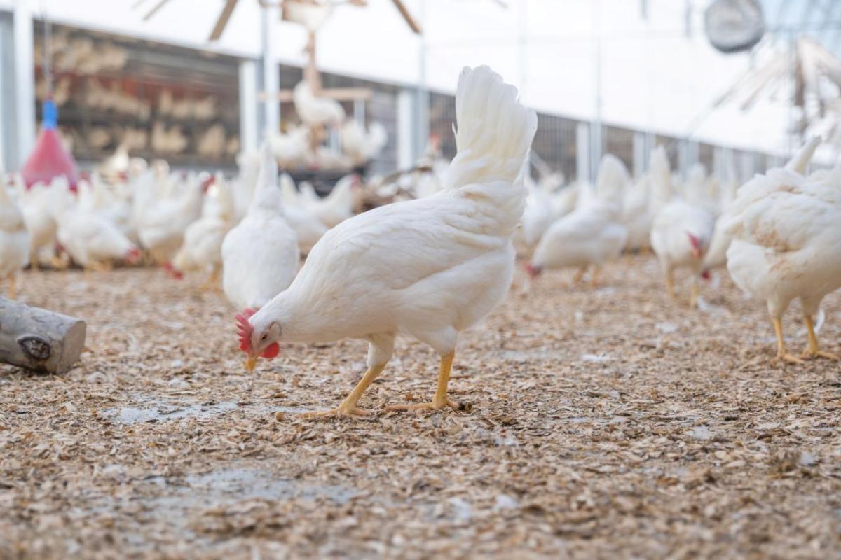 chickens feeding at Kipster's farm