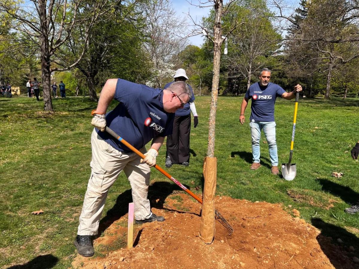 tree planting volunteers