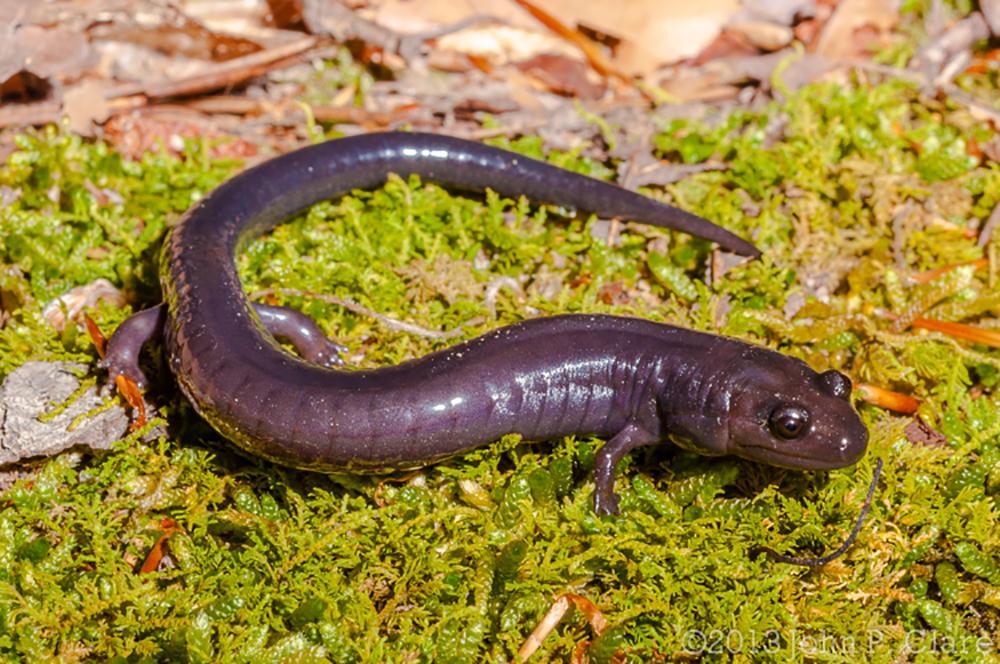 The Red Hills Salamander