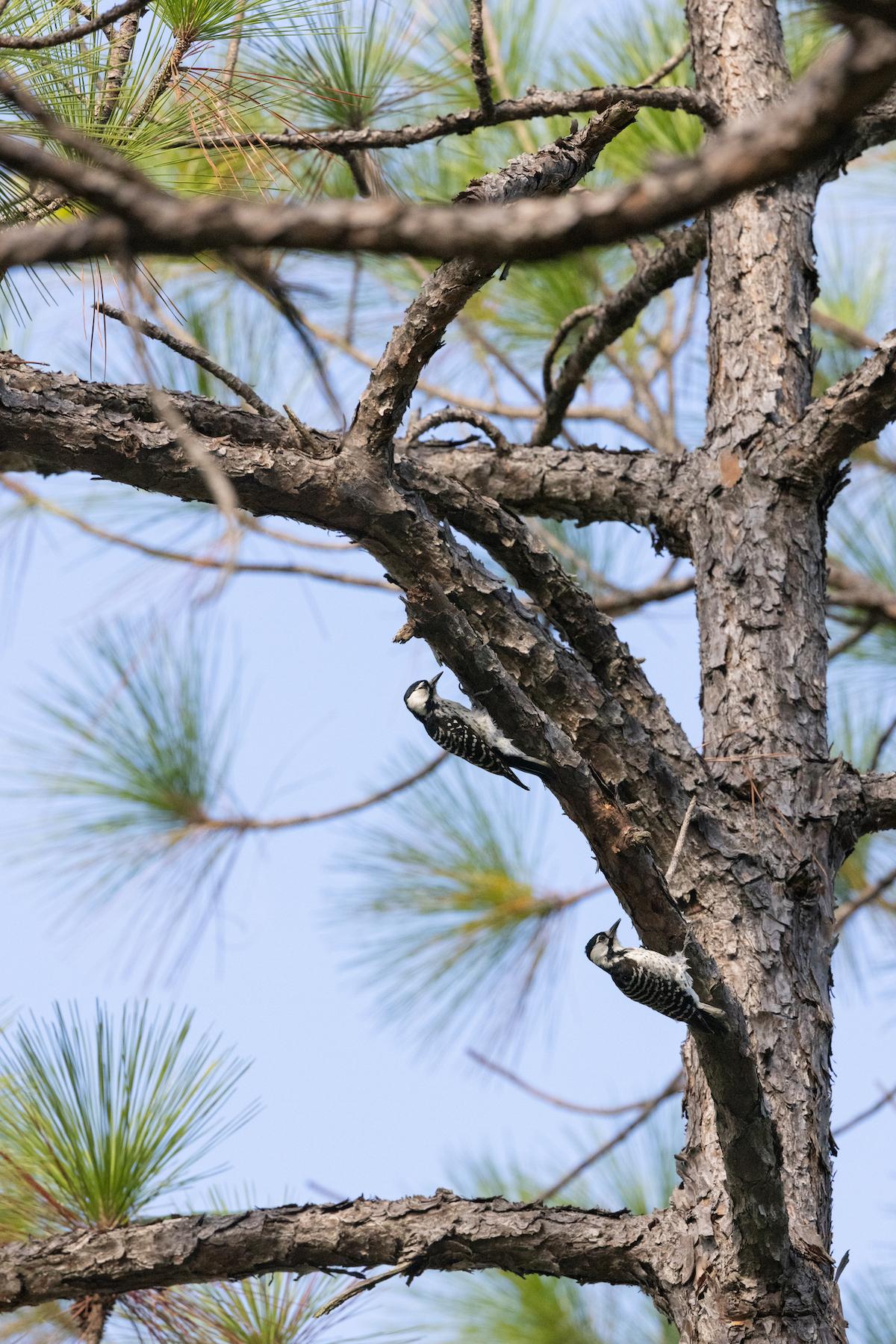 Redcockaded Woodpecker