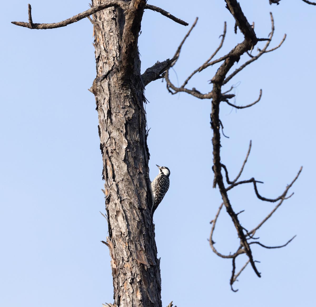 Redcockaded Woodpecker