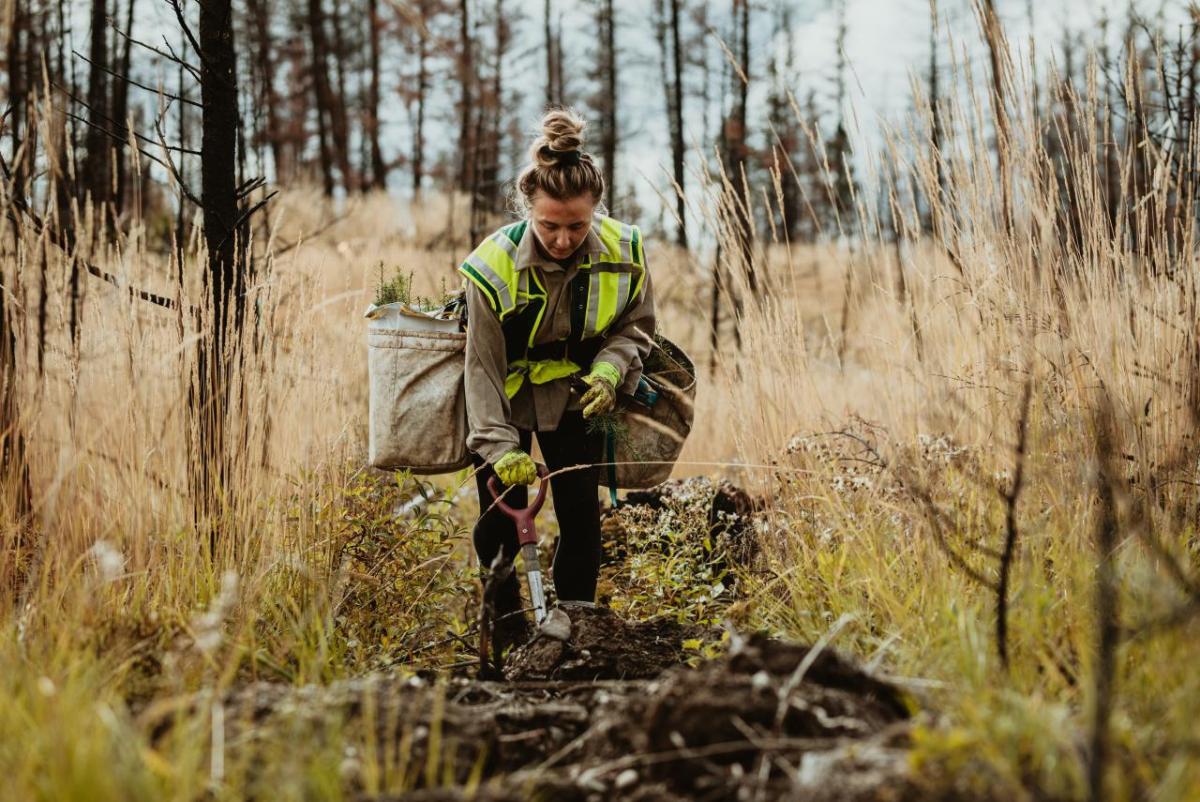 A person helping to restore ecosystems