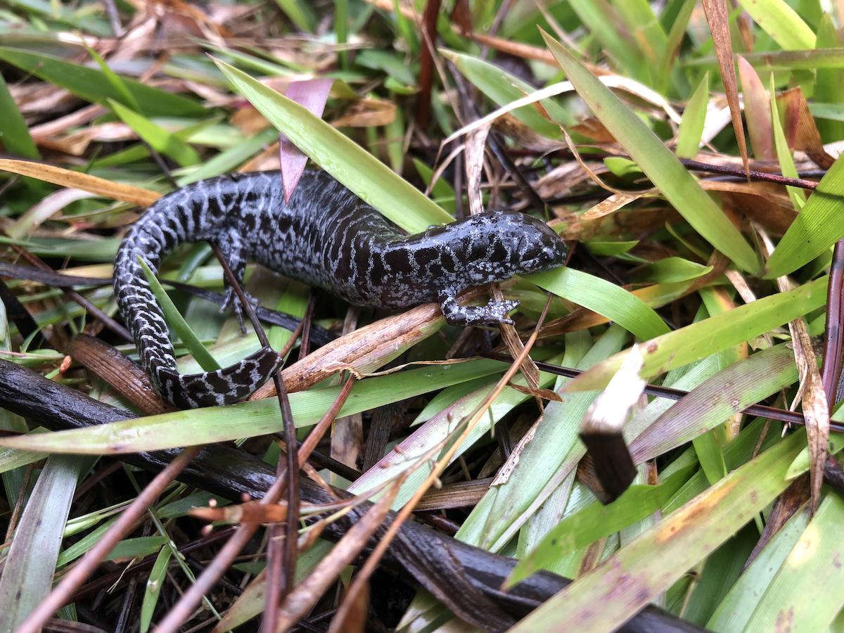 Reticulated Flatwood Salamander