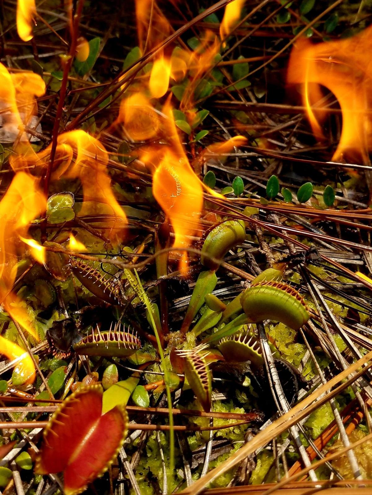 venus flytrap near fire