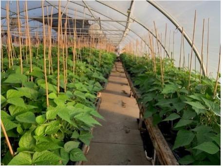 Greenhouse at Del Monte Foods.