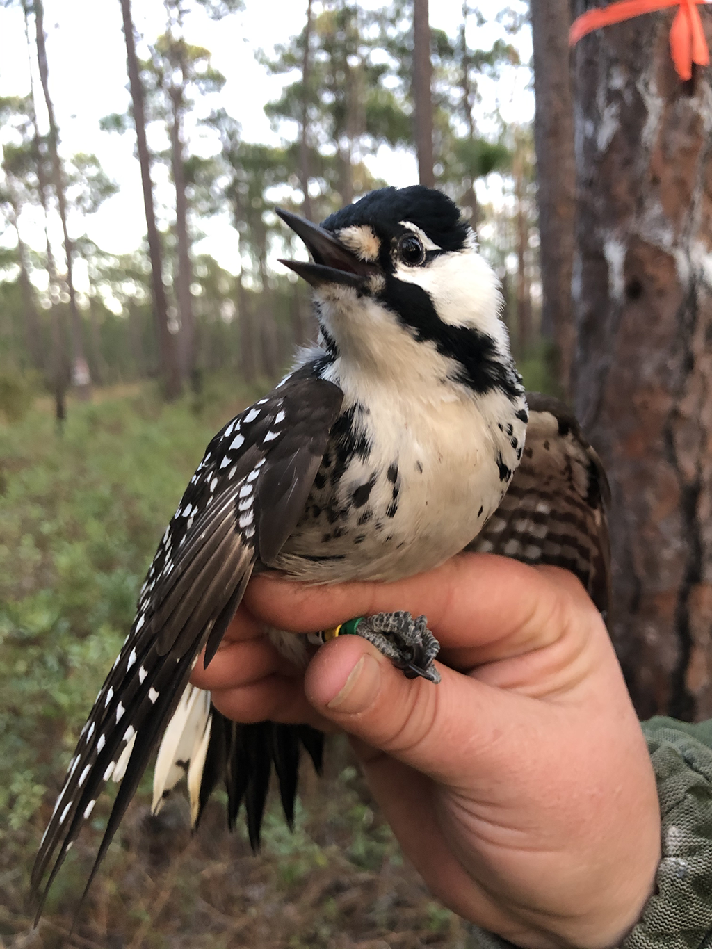 Hand holding a bird