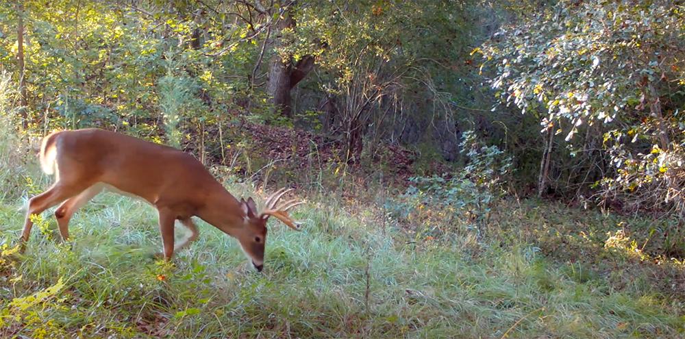 A deer grazing on grass