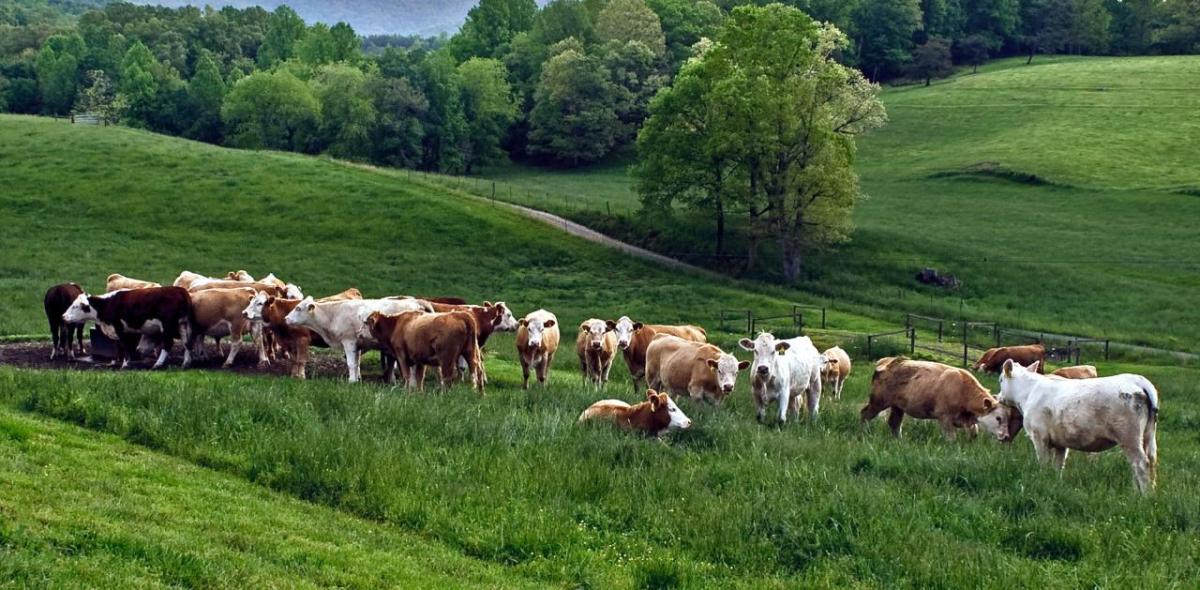 A herd of cows in a green field.