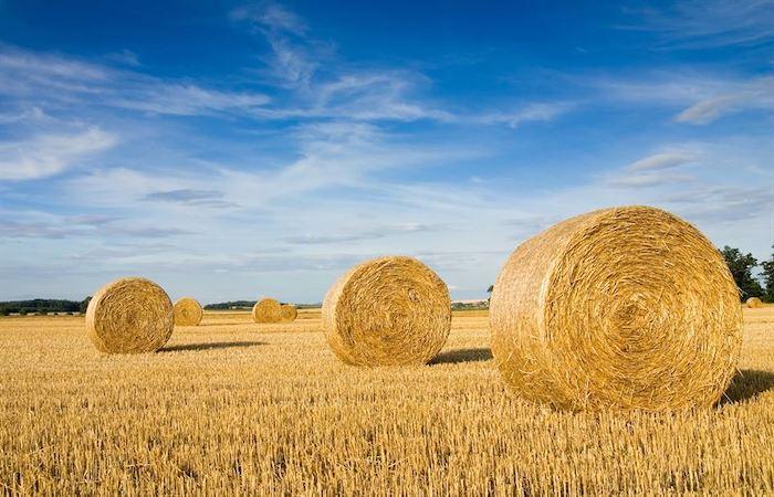 Hay cut and rolled in a golden yellow colored field with a blue sky.