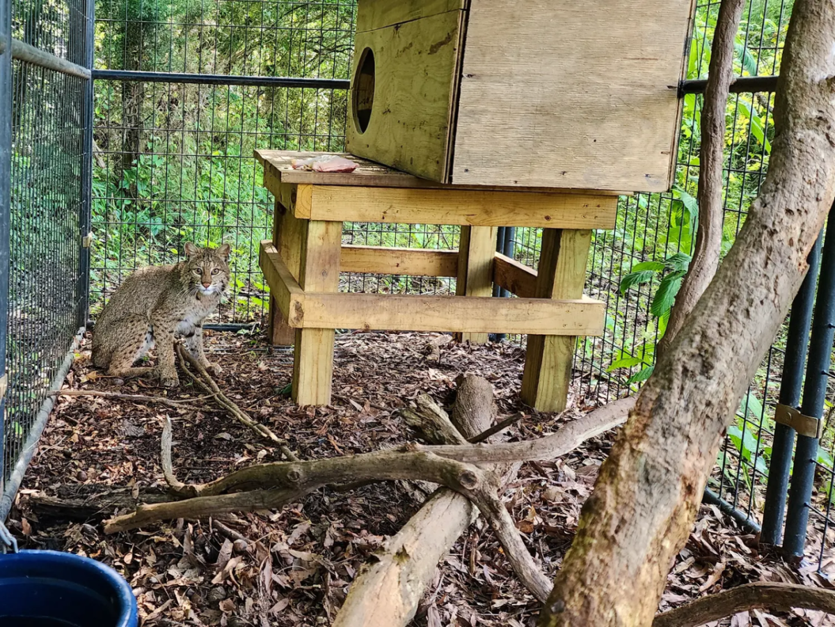 Recycled Pallets in animal cage