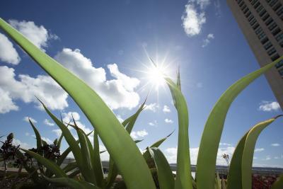 Closeup of plants growing in front of a bright sunny sky 