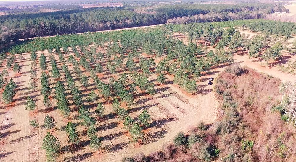 aerial view of pine tree nursery