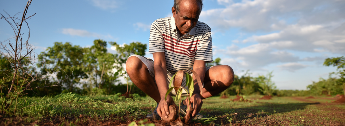 person planting a seedling