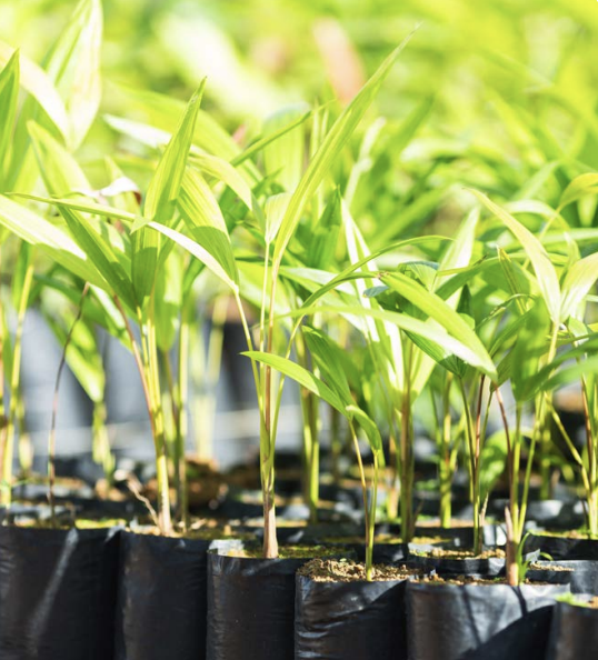 Rows of plants being grown in black bags